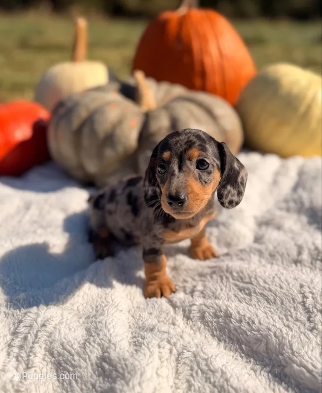 AKC Stetson – Miniature Dachshund puppy for sale in Bonne Terre, MO