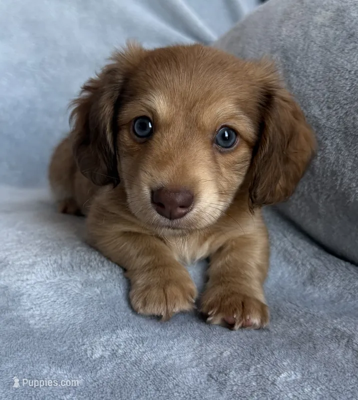 AKC Maverick  – Miniature Dachshund puppy for sale in Bonne Terre, MO