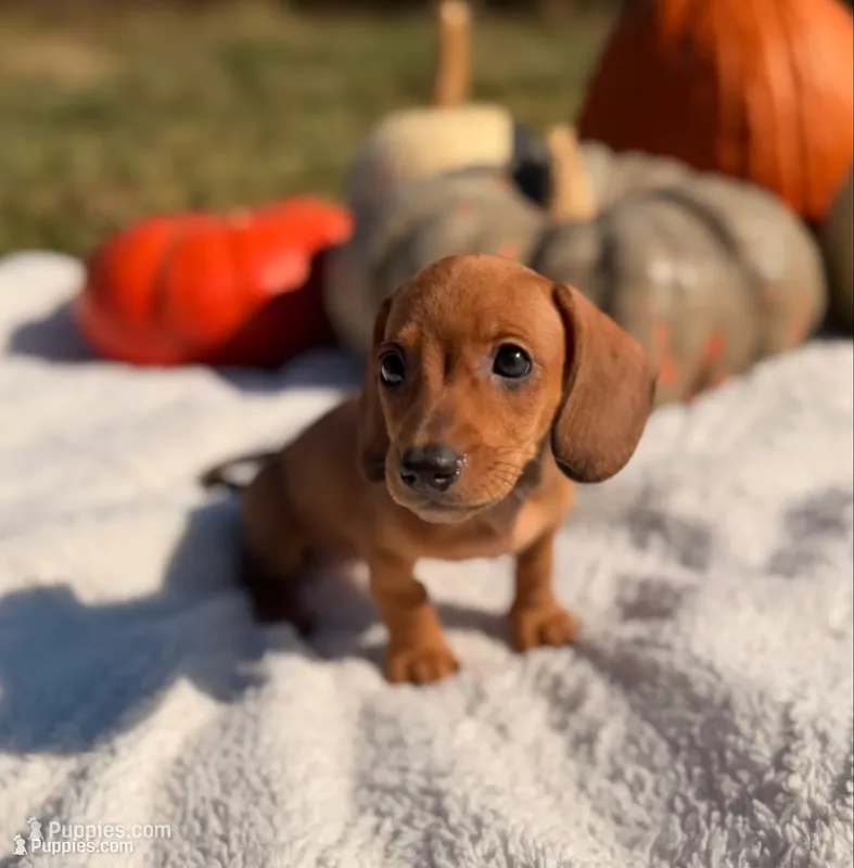 AKC Sage – Miniature Dachshund puppy for sale in Bonne Terre, MO
