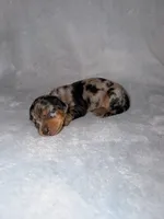 AKC Stetson, a male Miniature Dachshund for sale in Bonne Terre, MO – 2 of 3