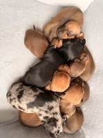 AKC Sadie, a female Miniature Dachshund for sale in Bonne Terre, MO – 4 of 4