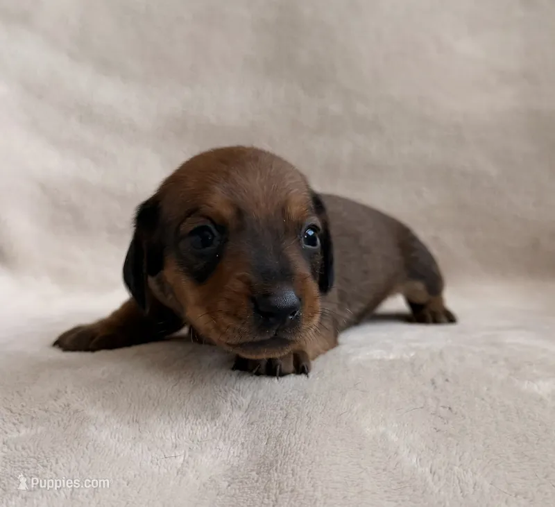 AKC Sullivan – Miniature Dachshund puppy for sale in Bonne Terre, MO