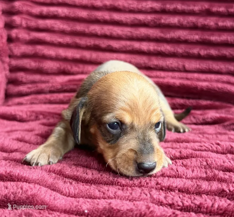 AKC Sage – Miniature Dachshund puppy for sale in Bonne Terre, MO