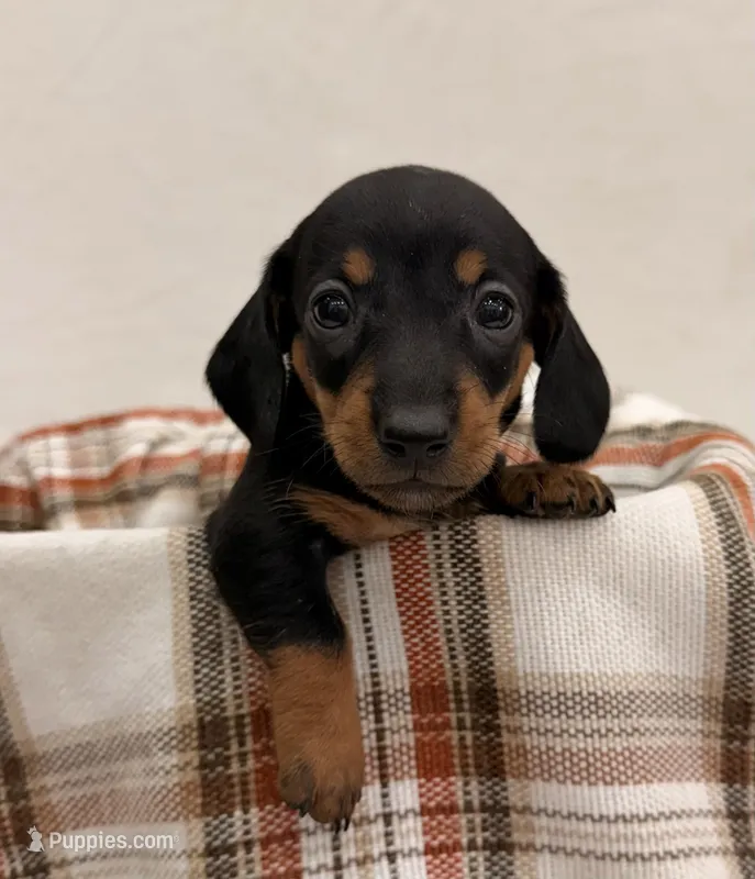 AKC Sadie – Miniature Dachshund puppy for sale in Bonne Terre, MO