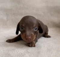 AKC Skip, a male Miniature Dachshund for sale in Bonne Terre, MO – 1 of 5