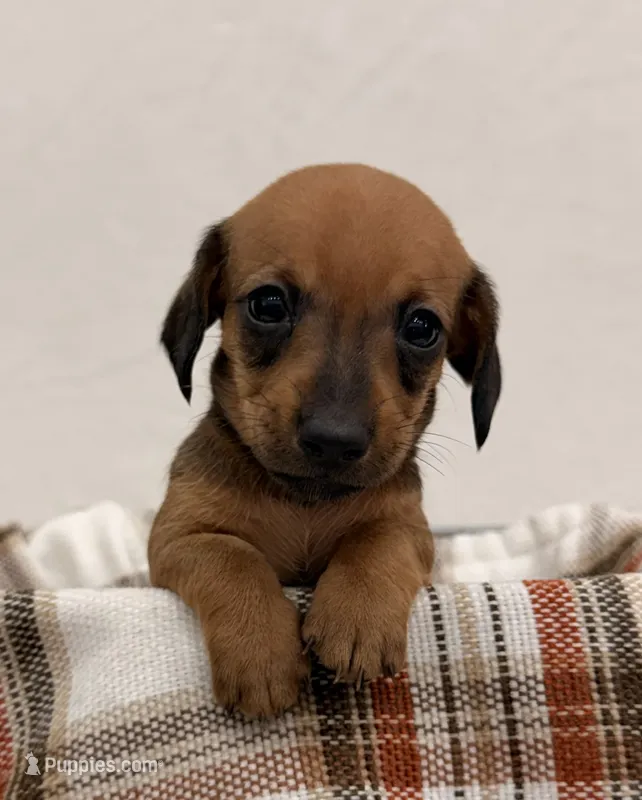 AKC Sullivan – Miniature Dachshund puppy for sale in Bonne Terre, MO