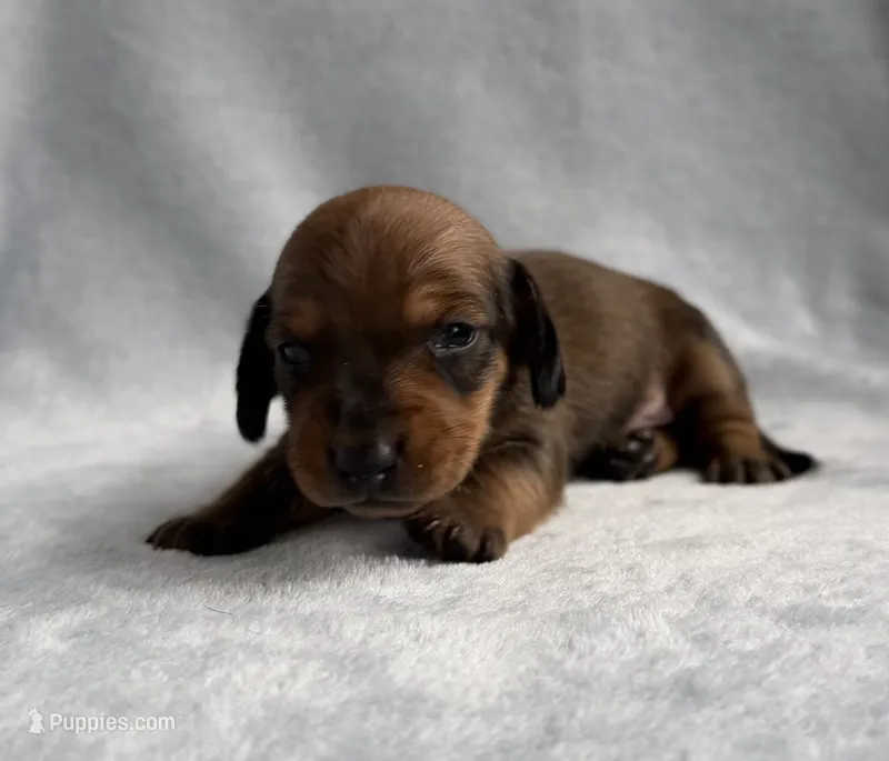 AKC Sullivan – Miniature Dachshund puppy for sale in Bonne Terre, MO
