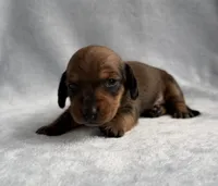 AKC Sullivan, a male Miniature Dachshund for sale in Bonne Terre, MO – 1 of 3