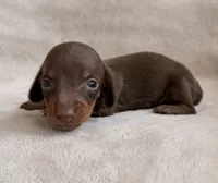 AKC Skip, a male Miniature Dachshund for sale in Bonne Terre, MO – 2 of 5