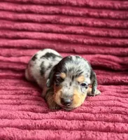 AKC Stetson, a male Miniature Dachshund for sale in Bonne Terre, MO – 1 of 3