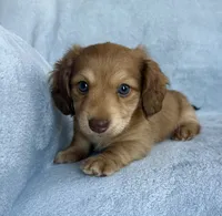 AKC Maverick , a male Miniature Dachshund for sale in Bonne Terre, MO – 5 of 8