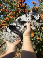 AKC Gus, a male French Bulldog for sale in Bonne Terre, MO – Photo 5 of 8
