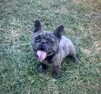 AKC Gus, a male French Bulldog for sale in Bonne Terre, MO – Photo 2 of 8