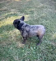 AKC Gus, a male French Bulldog for sale in Bonne Terre, MO – Photo 4 of 8