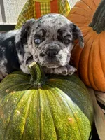 AKC Gus, a male French Bulldog for sale in Bonne Terre, MO – Photo 6 of 8