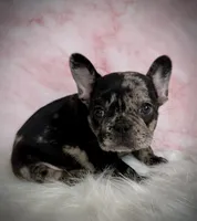 AKC Gus, a male French Bulldog for sale in Bonne Terre, MO – Photo 8 of 8