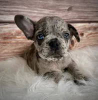 AKC Gus, a male French Bulldog for sale in Bonne Terre, MO – Photo 7 of 8