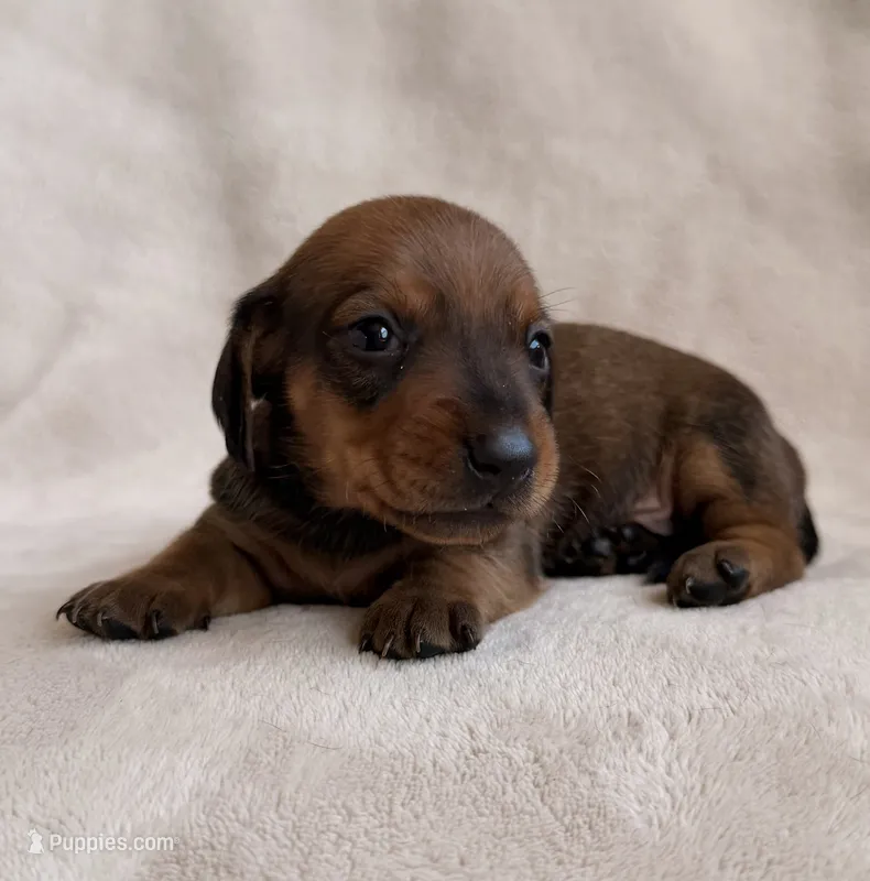 AKC Sterling  – Miniature Dachshund puppy for sale in Bonne Terre, MO