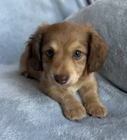 AKC Maverick , a male Miniature Dachshund for sale in Bonne Terre, MO – 7 of 8