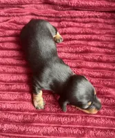 AKC Sadie, a female Miniature Dachshund for sale in Bonne Terre, MO – 3 of 4