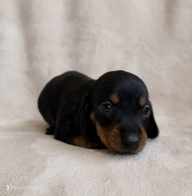 AKC Sadie – Miniature Dachshund puppy for sale in Bonne Terre, MO