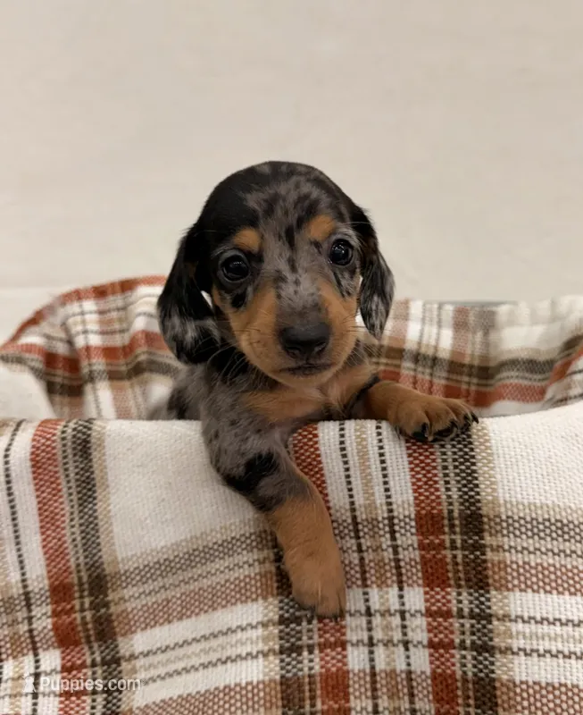 AKC Stetson – Miniature Dachshund puppy for sale in Bonne Terre, MO
