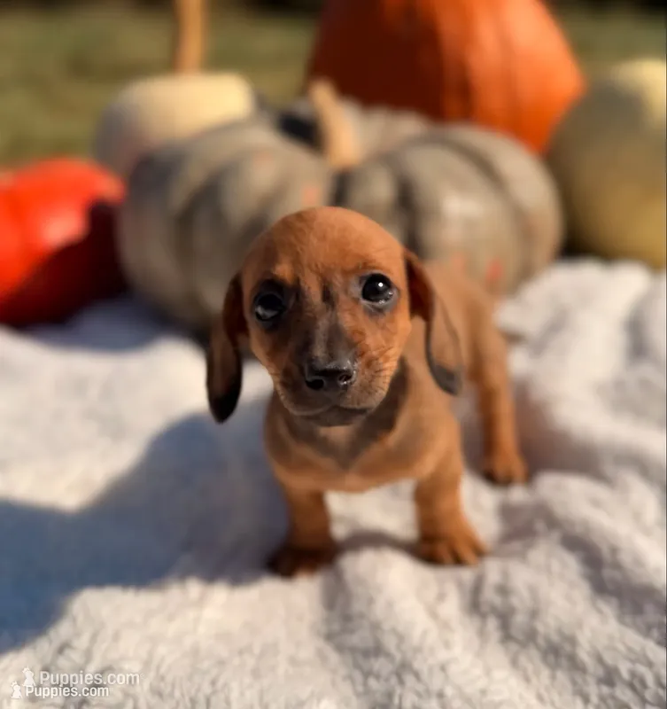 AKC Sullivan – Miniature Dachshund puppy for sale in Bonne Terre, MO