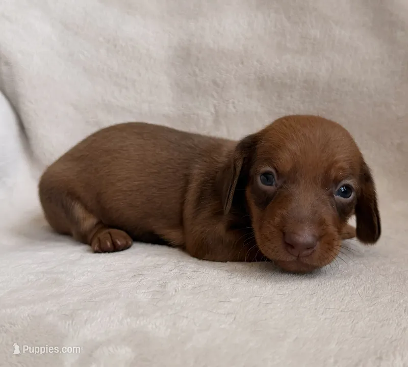 AKC Sawyer – Miniature Dachshund puppy for sale in Bonne Terre, MO