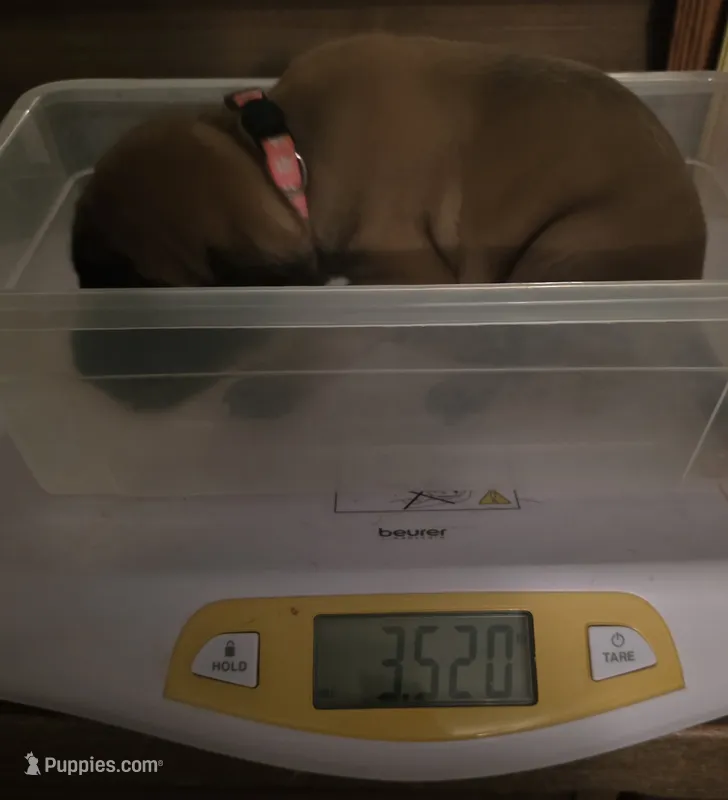 Pink collar fawn female – Bullmastiff, English Mastiff puppy for sale in Richlands, NC