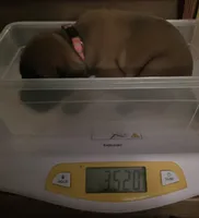 Pink collar fawn female, a female Bullmastiff and English Mastiff for sale in Richlands, NC – 1 of 3