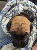 Pink collar fawn female, a female Bullmastiff and English Mastiff for sale in Richlands, NC – 3 of 3