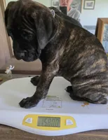 Purple collar brindle female, a female Bullmastiff and English Mastiff for sale in Richlands, NC – 2 of 6