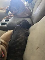 Purple collar brindle female, a female Bullmastiff and English Mastiff for sale in Richlands, NC – 6 of 6