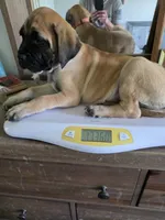Pink collar fawn female, a female Bullmastiff and English Mastiff for sale in Pittsburgh, PA – 2 of 8