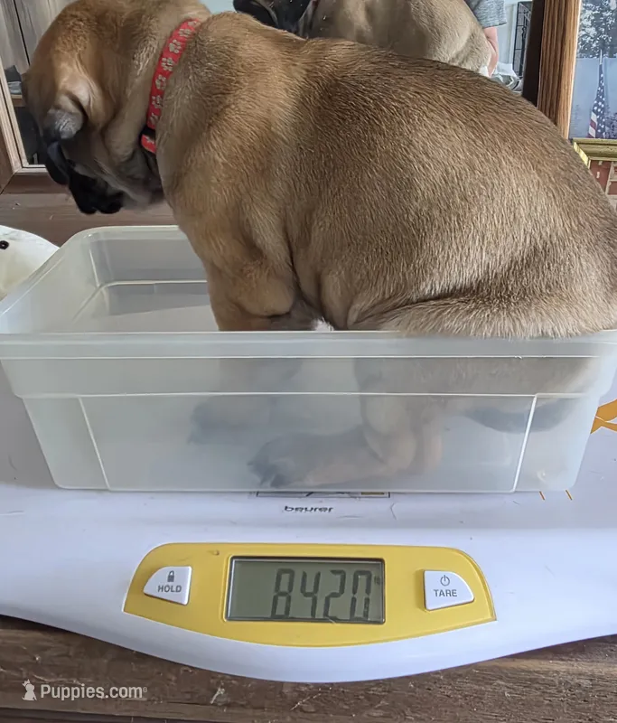Pink collar fawn female – Bullmastiff, English Mastiff puppy for sale in Richlands, NC