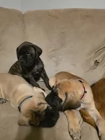 Purple collar brindle female, a female Bullmastiff and English Mastiff for sale in Richlands, NC – 5 of 6