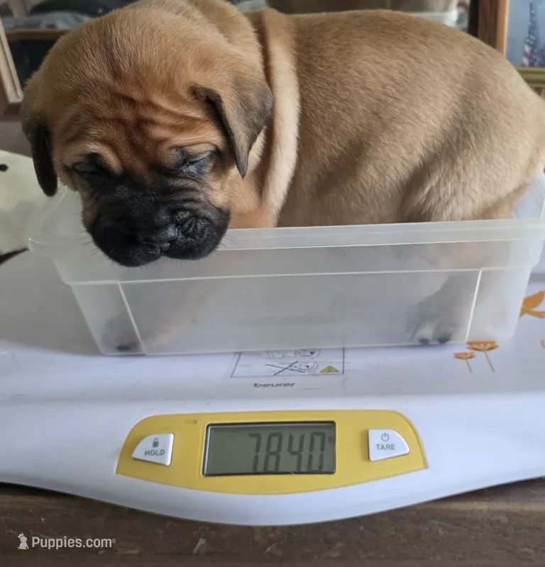 Blue collar Apricot male – Bullmastiff, English Mastiff puppy for sale in Richlands, NC