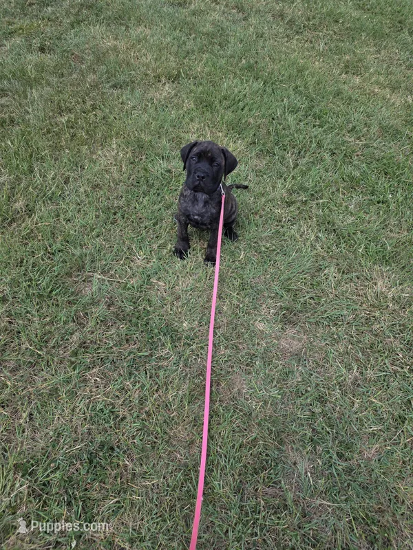 Purple collar brindle female – Bullmastiff, English Mastiff puppy for sale in Richlands, NC