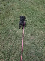 Purple collar brindle female, a female Bullmastiff and English Mastiff for sale in Richlands, NC – 1 of 6