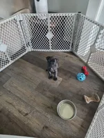 Purple collar brindle female, a female Bullmastiff and English Mastiff for sale in Richlands, NC – 3 of 6
