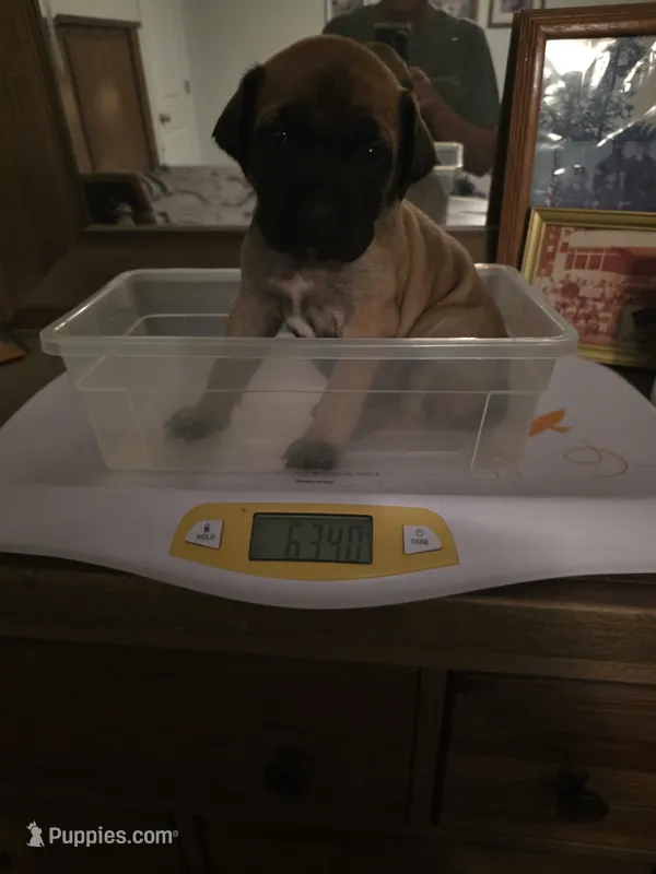 Pink collar fawn female – Bullmastiff, English Mastiff puppy for sale in Richlands, NC