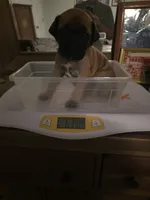 Pink collar fawn female, a female Bullmastiff and English Mastiff for sale in Pittsburgh, PA – 5 of 8