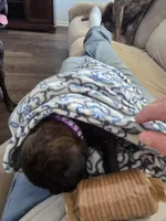 Purple collar brindle female, a female Bullmastiff and English Mastiff for sale in Richlands, NC – 2 of 5