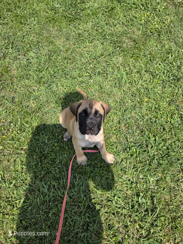 Pink collar fawn female – Bullmastiff, English Mastiff puppy for sale in Richlands, NC