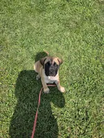 Pink collar fawn female, a female Bullmastiff and English Mastiff for sale in Pittsburgh, PA – 1 of 8