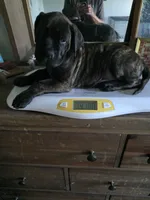 Purple collar brindle female, a female Bullmastiff and English Mastiff for sale in Richlands, NC – 4 of 6