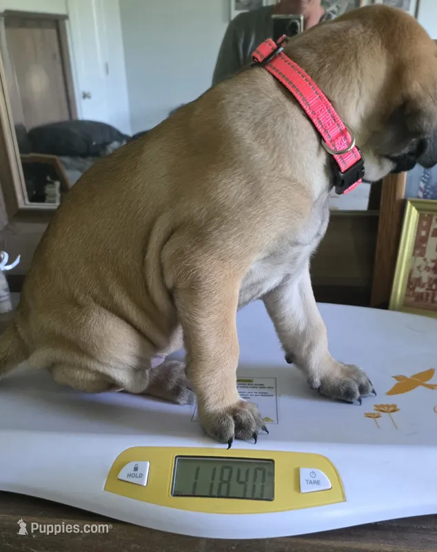 Pink collar fawn female – Bullmastiff, English Mastiff puppy for sale in Richlands, NC