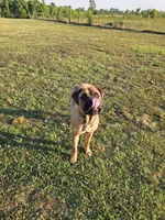 Purple collar brindle female, a female Bullmastiff and English Mastiff for sale in Richlands, NC – 4 of 5