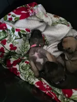 Pink collar fawn female, a female Bullmastiff and English Mastiff for sale in Richlands, NC – 2 of 3