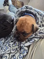 Blue collar Apricot male, a male Bullmastiff and English Mastiff for sale in Richlands, NC – 2 of 5